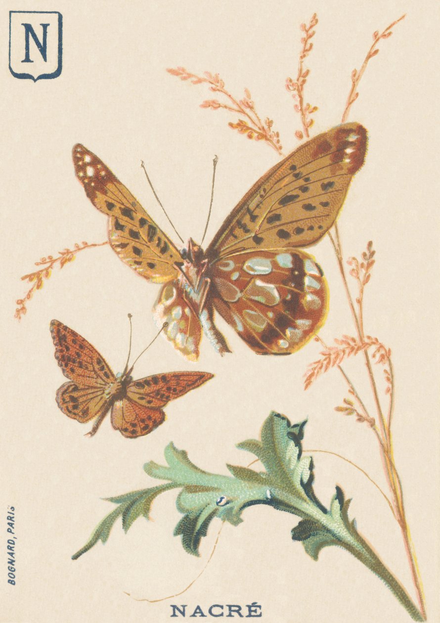N: Mother of Pearl (Fabriciana adippe lub Big Mother of Pearl) autorstwa French School