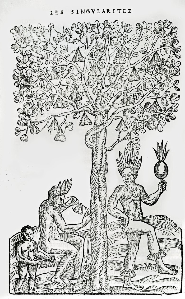 Nana fuit, roślina lecznicza, ilustracja z Singularities of France Antarctique, Andre de Thevet, 1558 autorstwa French School