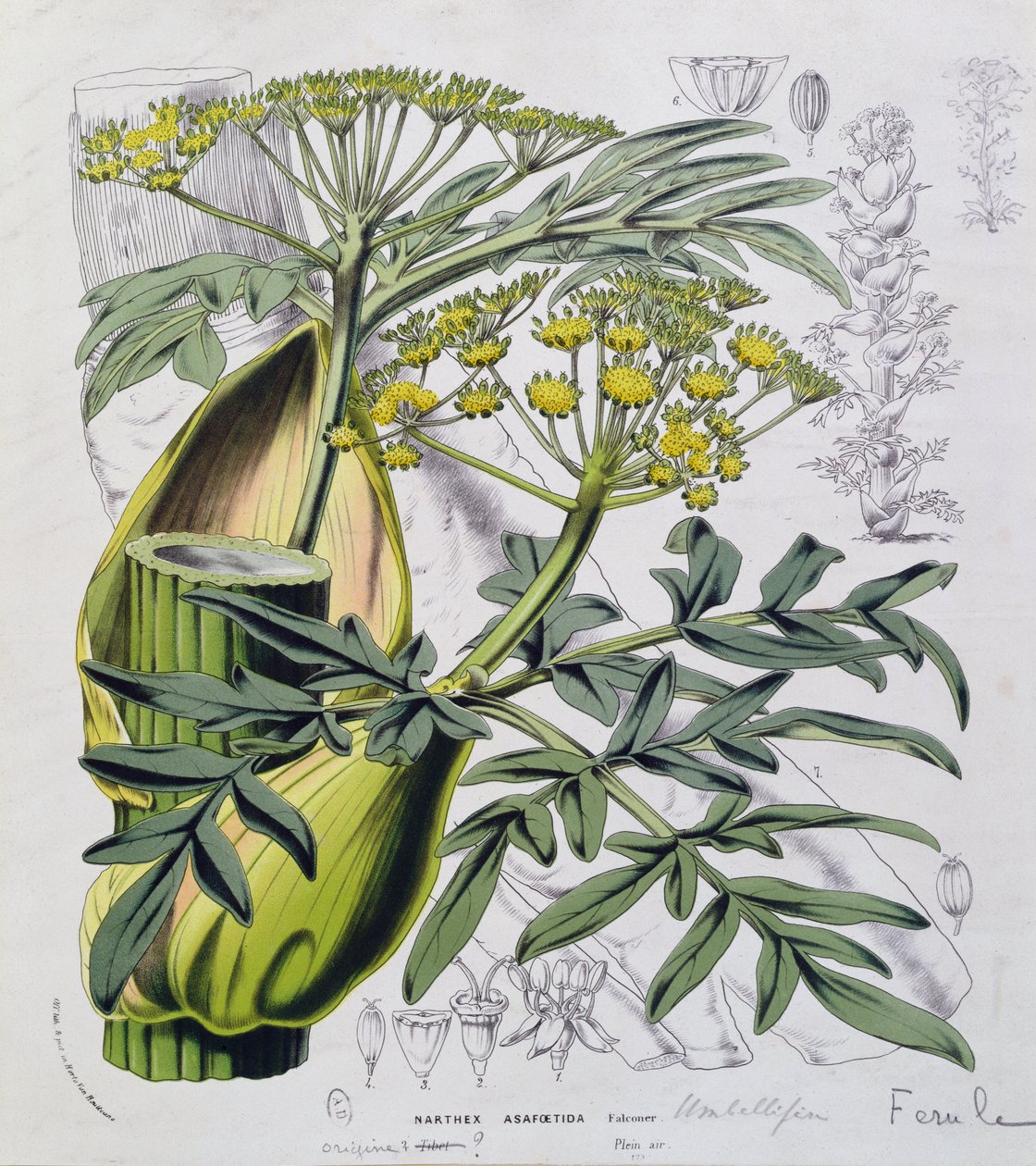 Narthex Asafoetida (kolorowy grawer) autorstwa French School