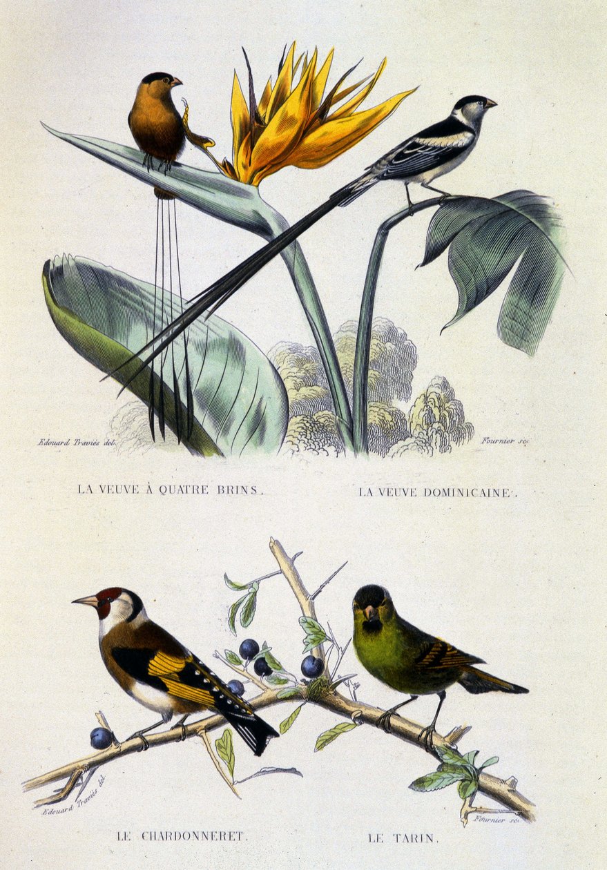 Płyta z historią naturalną: Ptaki: La Veuve a four strands, La Veuve dominique, Le chardonneret, Le Tarin - dzieła Buffona, tom V, b.d XIX w. autorstwa French School
