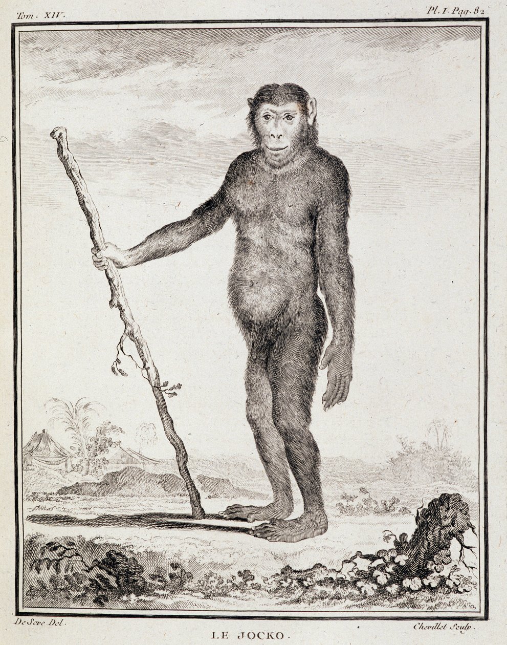 Plansza historii naturalnej: Jocko - w "Historii naturalnej, ogólnej i szczegółowej" Buffona autorstwa French School
