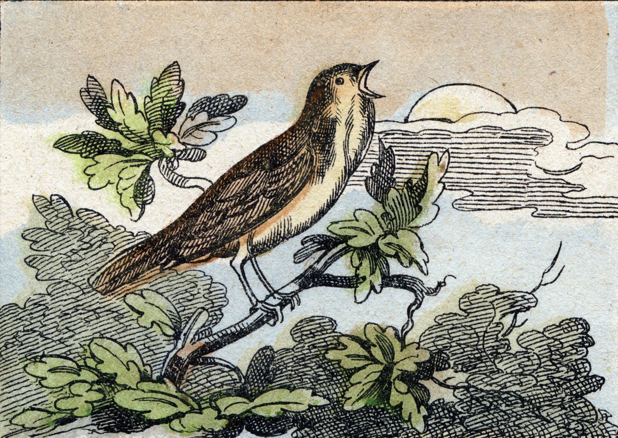 Słowik. Grawerowanie w "Buffon Alphabet des Oiseaux n 1". 3. Seria N 1. Obrazowanie Epinal, Epinal, koniec XIX wieku. 16 stron. Wymiary: 28x21 cm autorstwa French School
