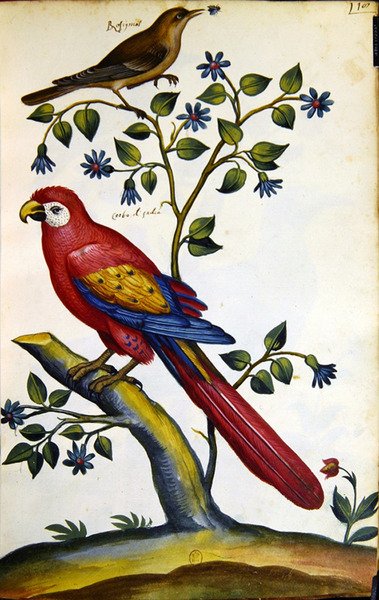 Słowik i papuga (akwarela na papierze) autorstwa French School
