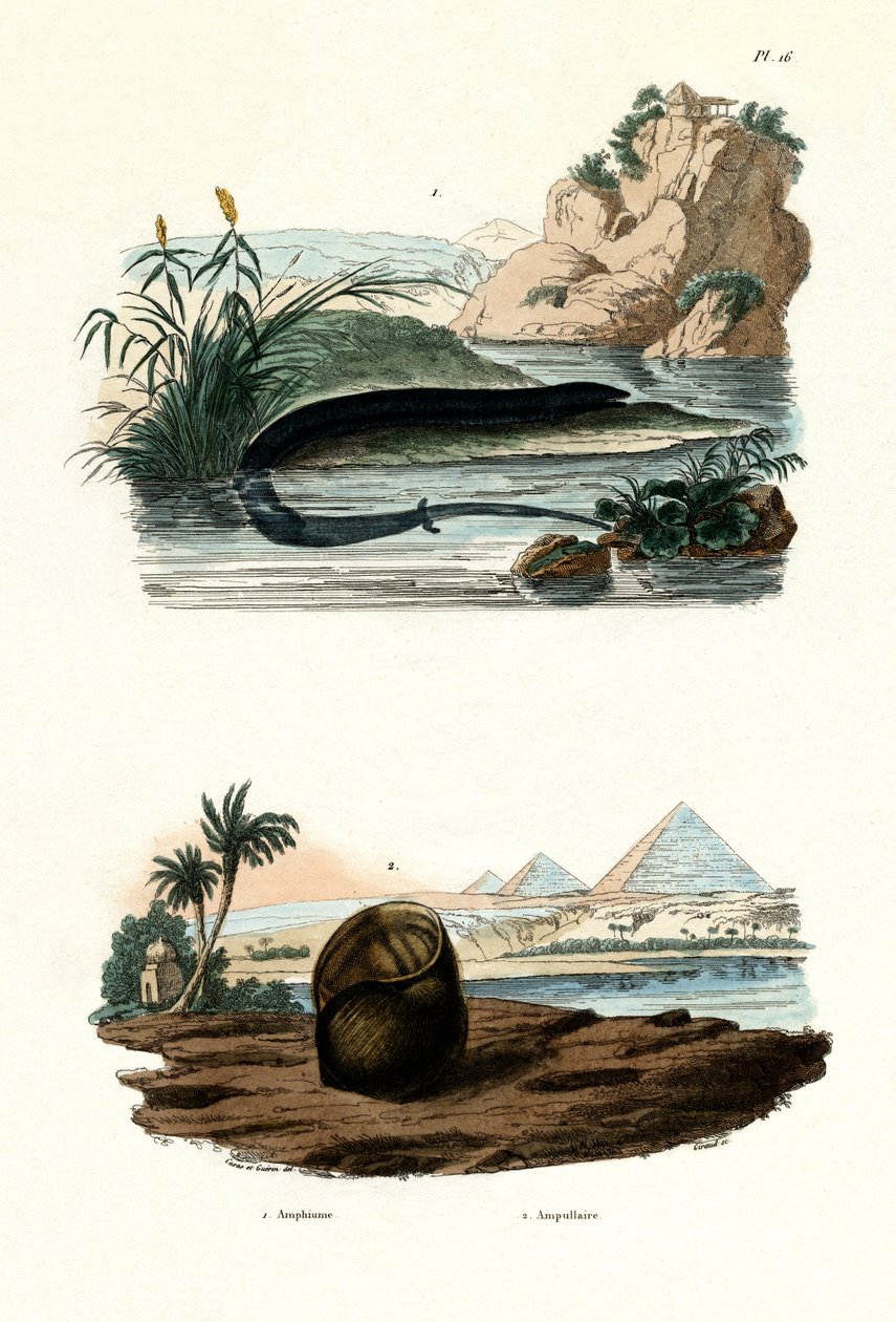 Amphiuma jednopalczasta, 1833-39 autorstwa French School