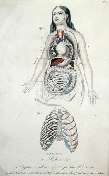 Organy w klatce piersiowej i żołądku, z „Hygiene et Maladies de la Poitrine et de la Voix” H. Croshilesa, Paryż autorstwa French School