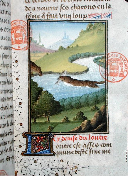 Wydra łowi rybę, z Livre de la Chasse Gastona Phebusa de Foix (1331-91) (welum) autorstwa French School