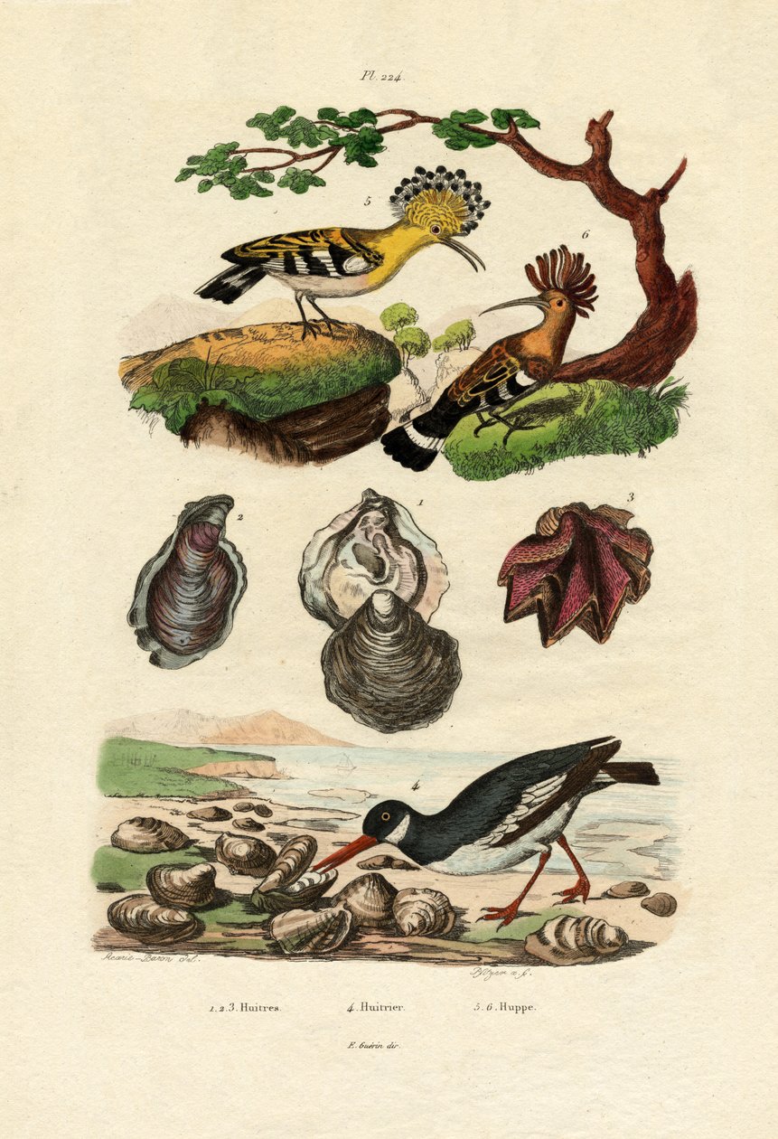 Ostrygi, 1833-39 autorstwa French School