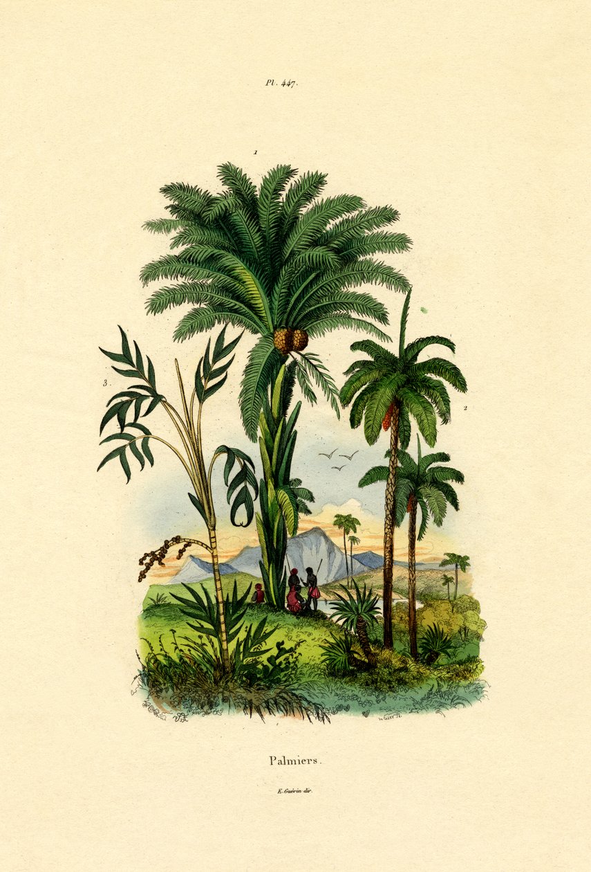 Palmy, 1833-39 autorstwa French School