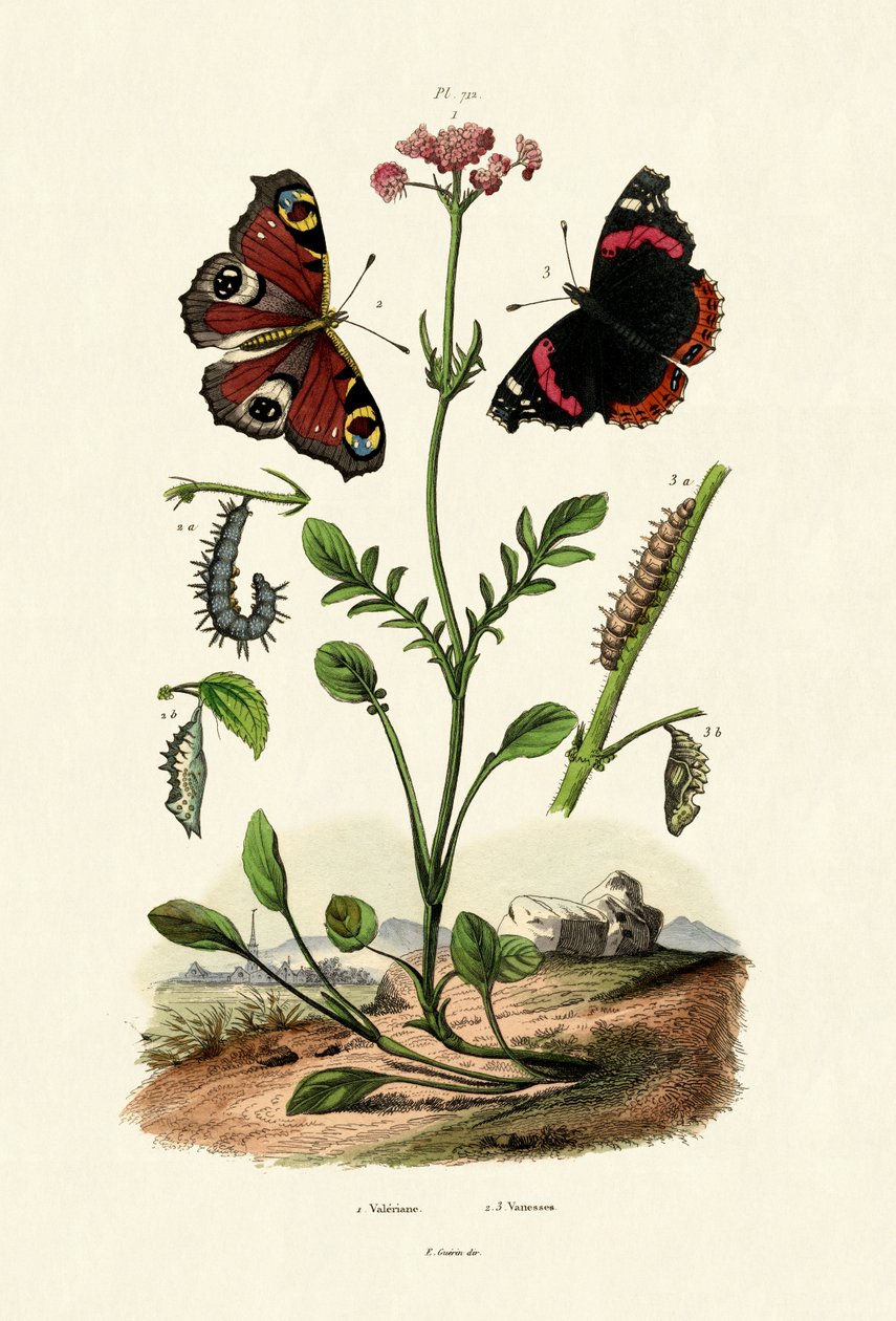 Paw Motyl, 1833-39 autorstwa French School