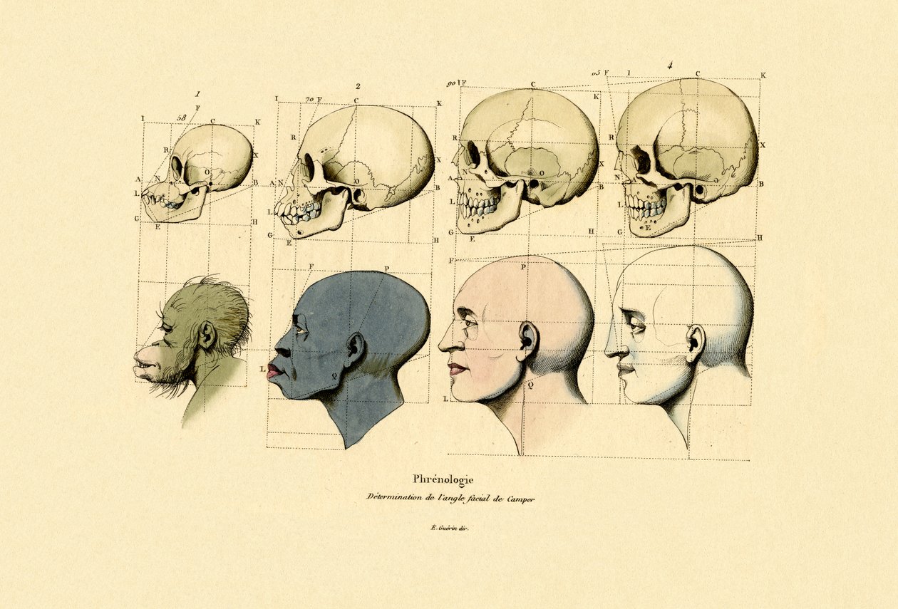 Frenologia, 1833-39 autorstwa French School