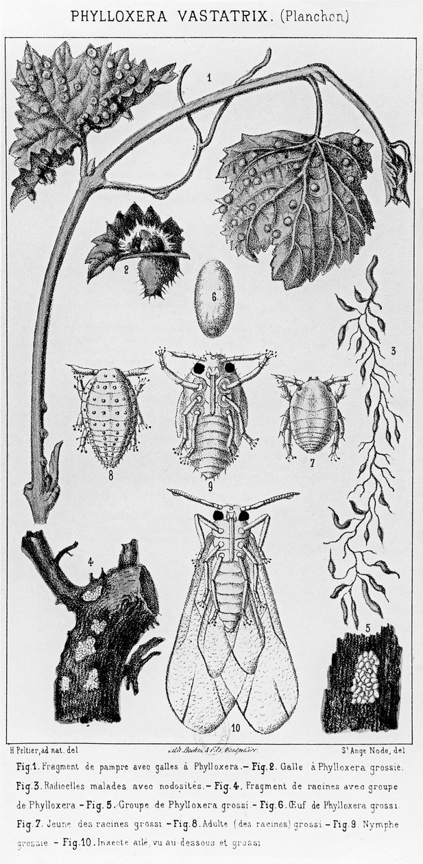 Phyloxera Vastatrix, ok. 1930 r. 1850 autorstwa French School