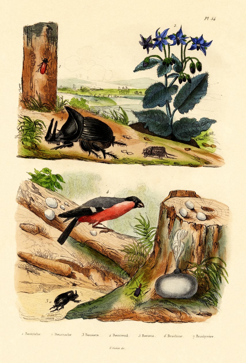 Wołek sosnowy, 1833-39 autorstwa French School
