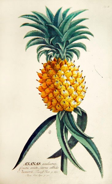 Ananas (kolorowy grawer) autorstwa French School