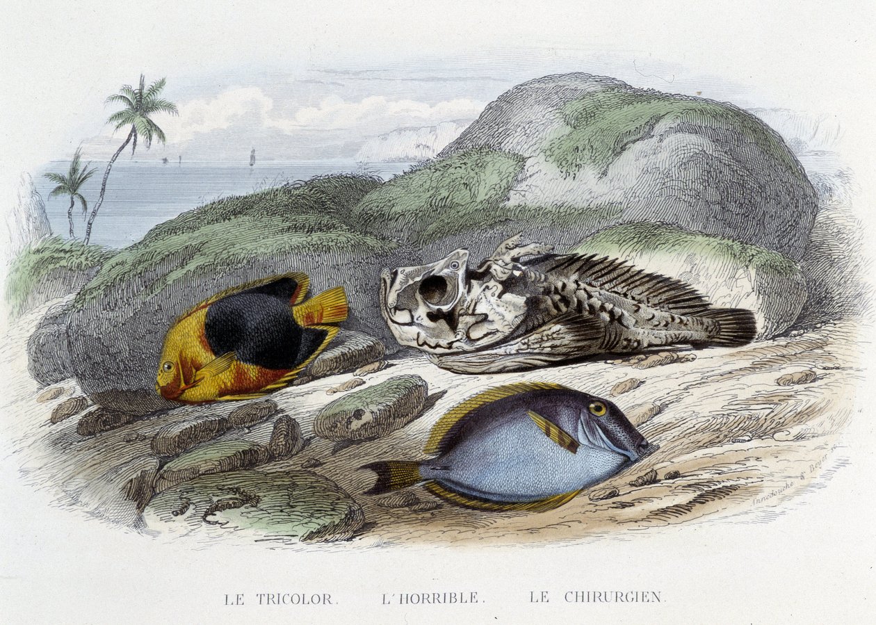 Ryby: trójkolorowy, okropny i chirurg - w „Histoire Naturelle” Lacépède, wyd. Veurne, Paryż autorstwa French School