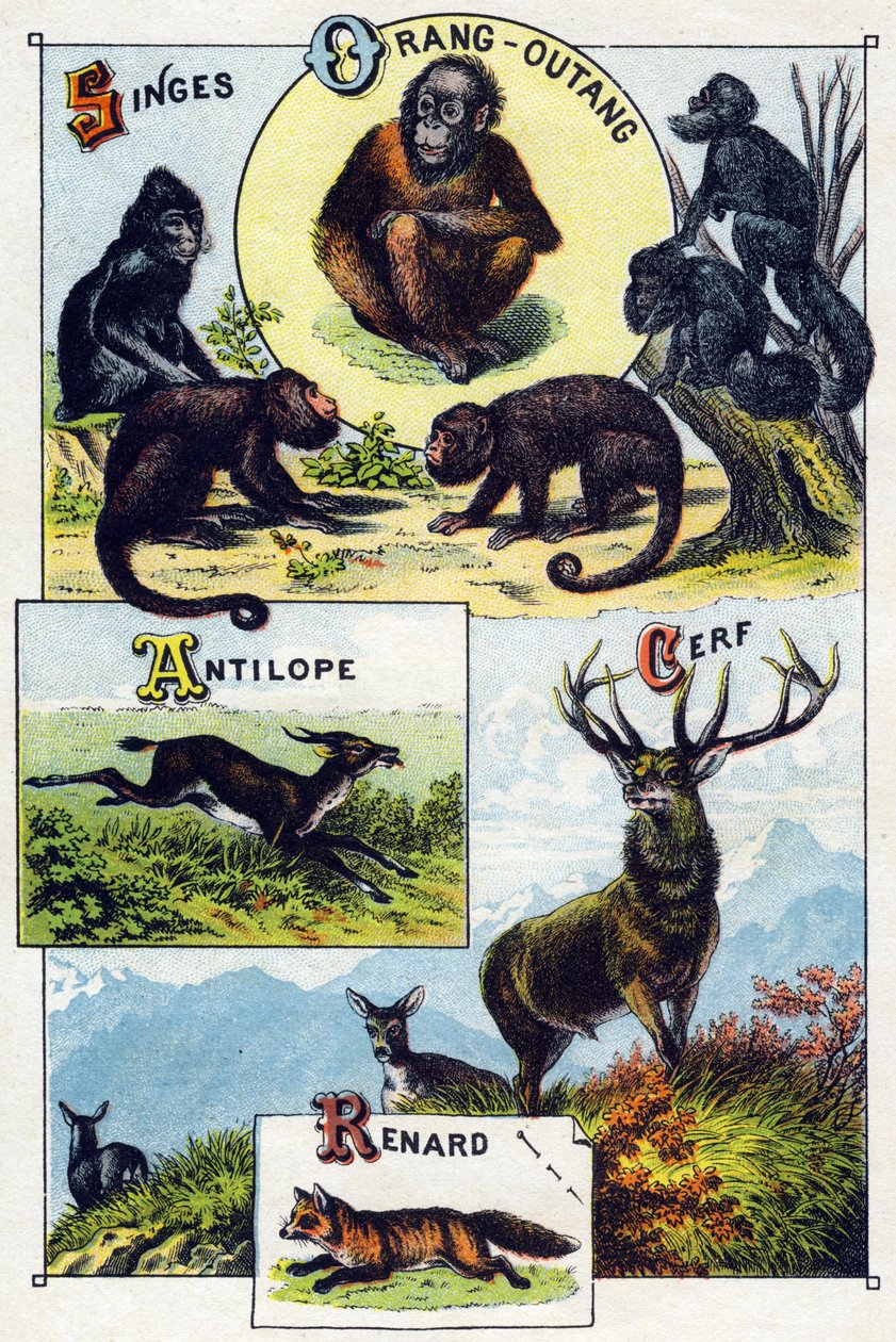 Płyta 1: Małpy, orang outan, antylopa, jeleń, lis. Grawerowanie w „Sylabariusze alfabetu dzikich zwierząt””. Serie A. Pellerin et Cie, drukarze-wydawcy, Epinal, koniec XIX wieku. Chromolitografie . Mały 8-stronicowy album reklamowy zawierający sylabariusz  autorstwa French School