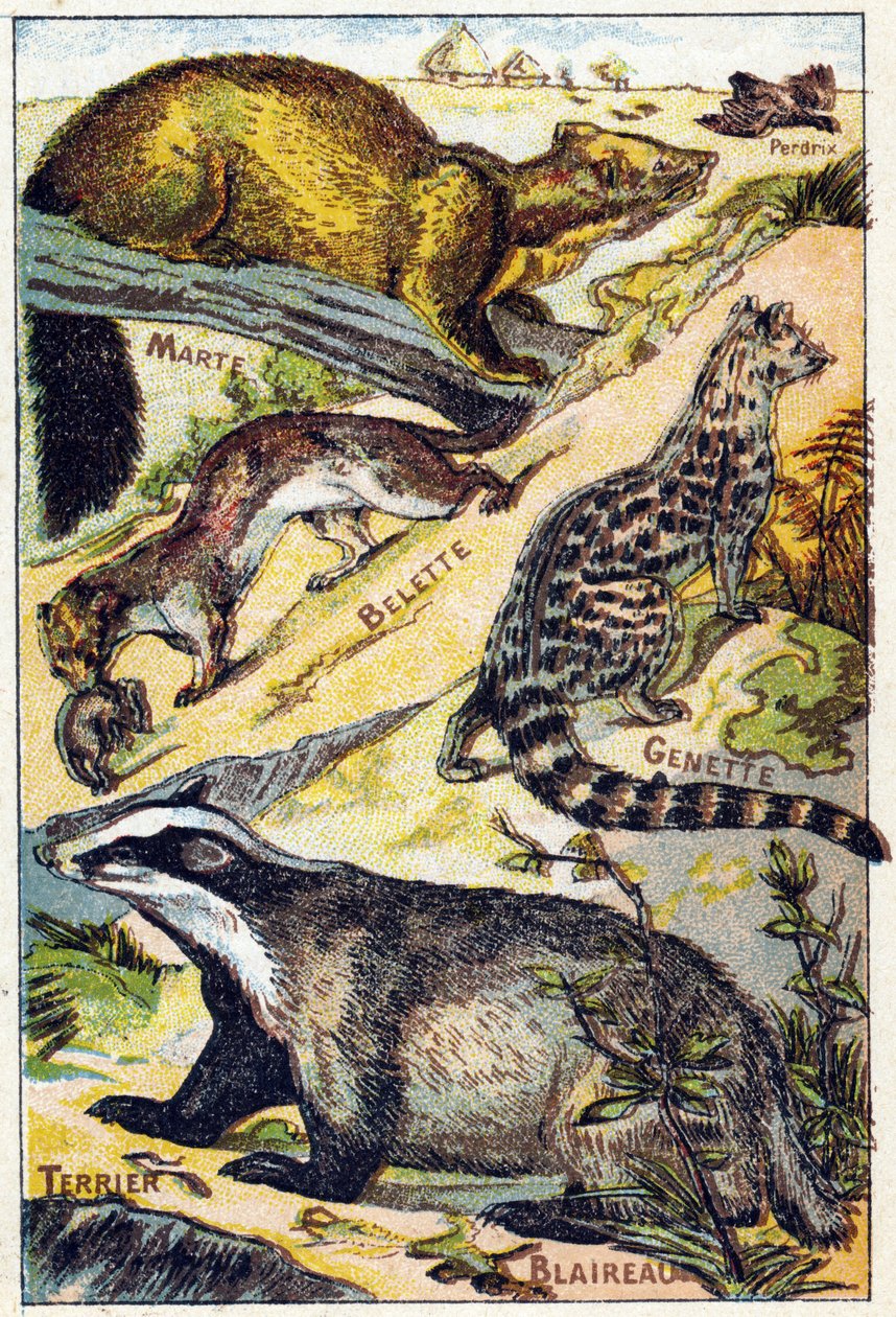Płyta 1: Kuropatwa, Marta, Łasica, Genette, Borsuk, Terier. Grawerowanie w „Alfabet sylabariuszy wszystkie rodzaje buraków””. Serie A. Pellerin et Cie, drukarze-wydawcy, Epinal, koniec XIX wieku. Chromolitografie. Mały 8-stronicowy album reklamowy zawieraj autorstwa French School