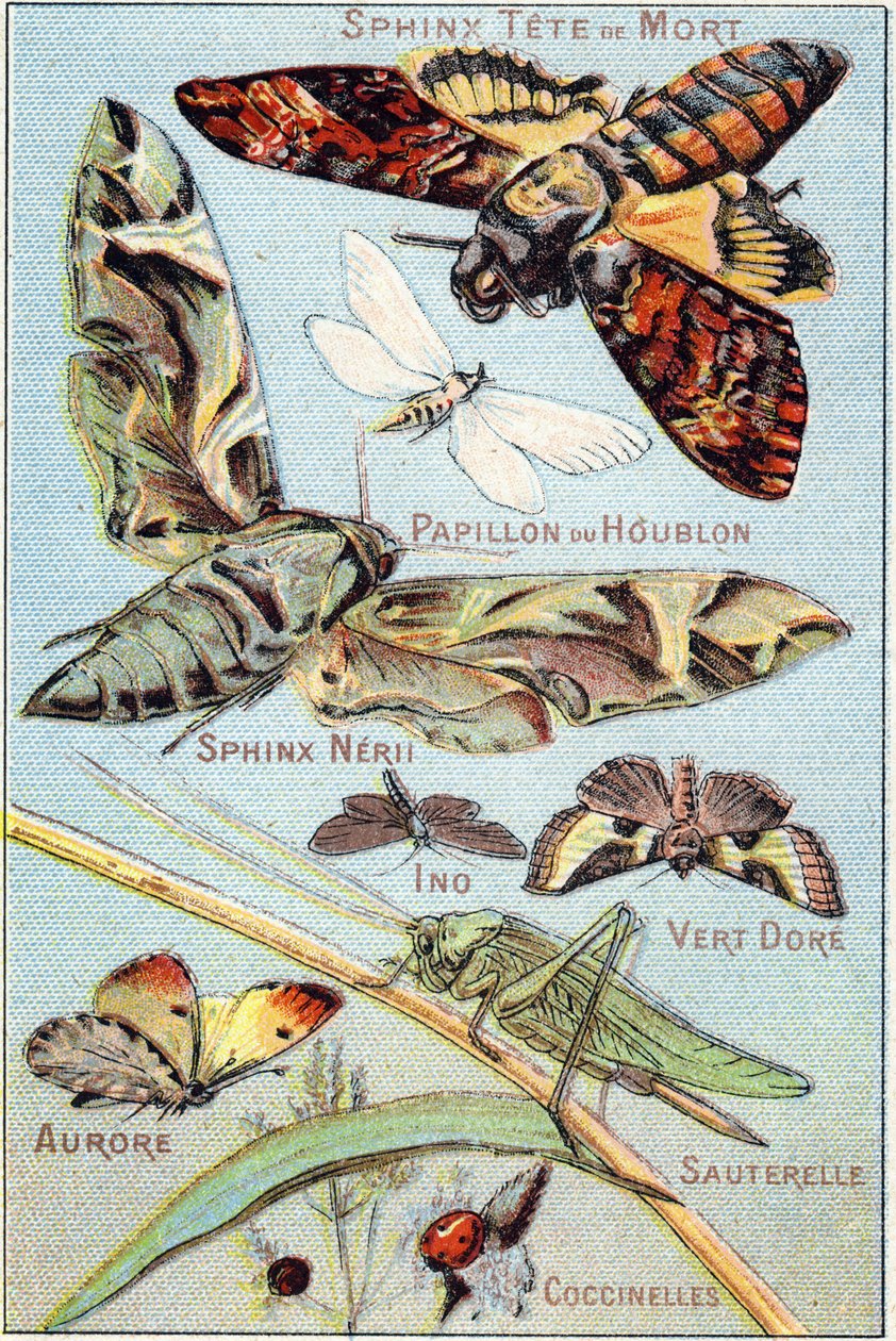 Płyta 1: Czaszka Sphinx, Hop Butterfly, Sphinx Neri, Ino, Gold Green, Aurora, Grasshopper, Ladybirds. Grawerowanie w „Syllabary alfabetu motyli i owadów””. Serie A. Pellerin et Cie, drukarze-wydawcy, Epinal, koniec XIX wieku. Chromolitografie. autorstwa French School