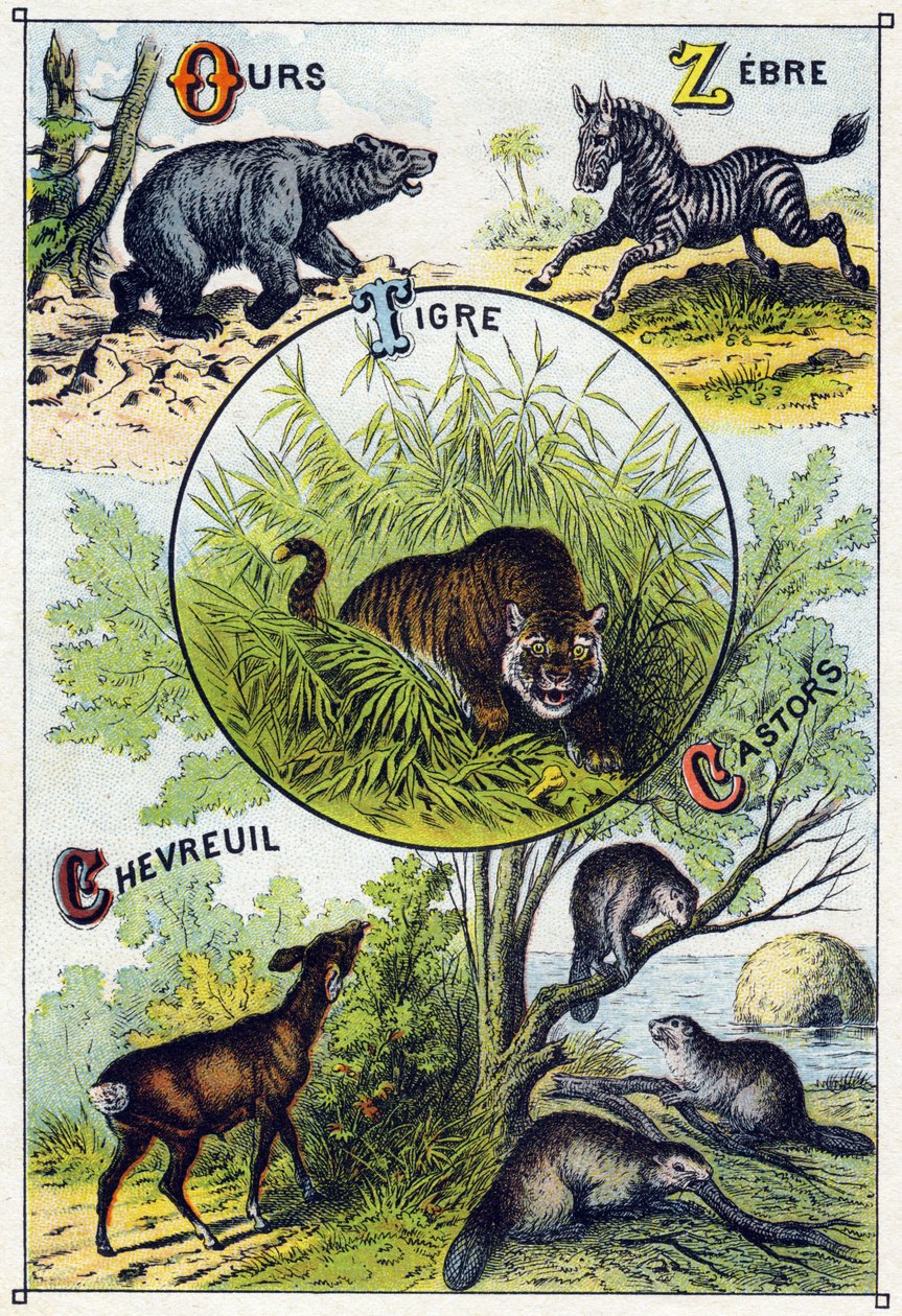 Płyta 2: Niedźwiedź, Zebra, Tygrys, Jeleń, Bobry. Grawerowanie w „Sylabariusze alfabetu dzikich zwierząt””. Serie A. Pellerin et Cie, drukarze-wydawcy, Epinal, koniec XIX wieku. Chromolitografie . Mały 8-stronicowy album reklamowy zawierający sylabariusz i autorstwa French School
