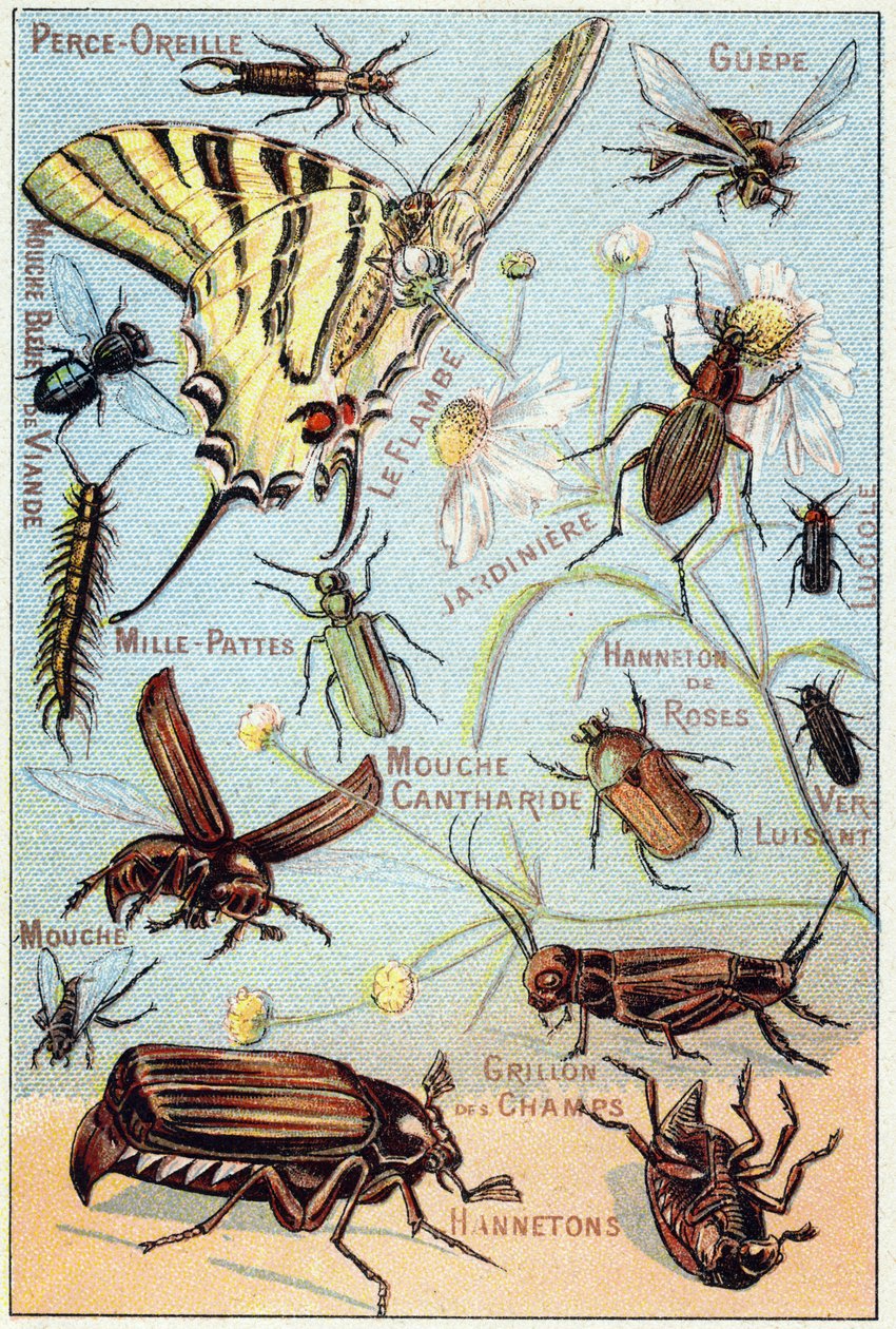 Płyta 2: Przekłuwanie uszu, Gupe, Niebieska mucha mięsna, Flambe, Ogrodnik, Stonogi, Świetlik, Rose Channeton, Połyskujący robak, Mucha, Pole Cricket, Chablets autorstwa French School