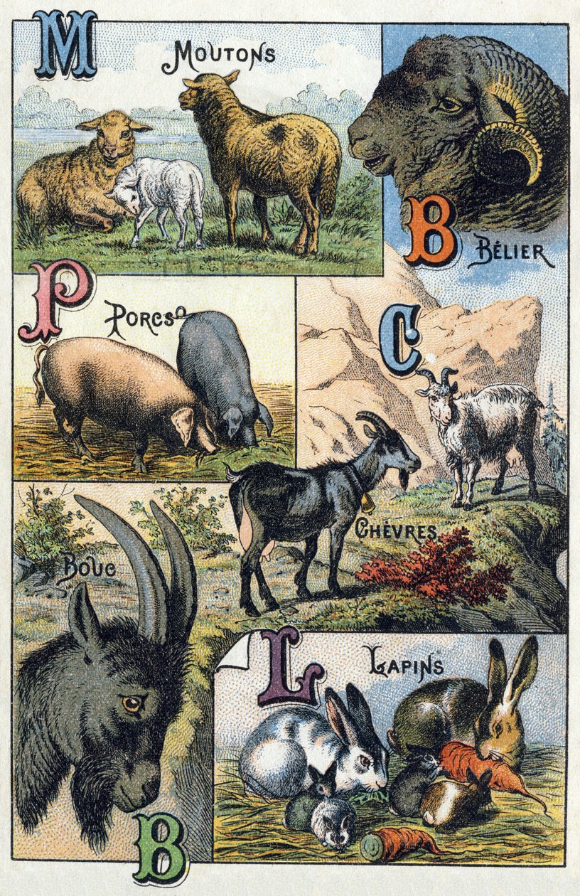 Płyta 2: Owce, Belier, Świnie, Kozy, Króliki. Grawer w „Alfabet sylabariuszy zwierząt domowych i gospodarskich”. Serie A. Pellerin et Cie, drukarze-wydawcy, Epinal, koniec XIX w. Chromolitografie. Wymiary: 19,5 x 13,5 cm autorstwa French School