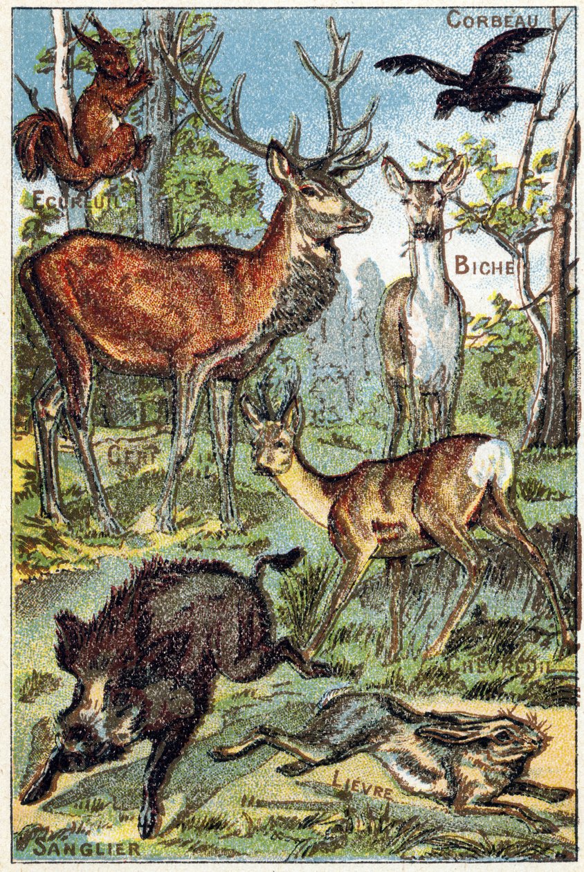 Płyta 3: Kruk, Wiewiórka, Barwnik, Jeleń, Jeleń, Dzik, Zając. Grawerowanie w „Alfabet sylabariuszy wszystkie rodzaje buraków””. Serie A. Pellerin et Cie, drukarze-wydawcy, Epinal, koniec XIX wieku. Chromolitografie. Mały 8-stronicowy album reklamowy zawier autorstwa French School