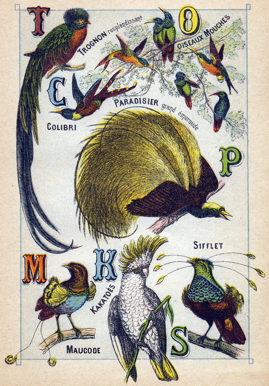 Płyta 3: Lśniący rdzeń, Latające ptaki, Koliber, Szmaragdowy raj, Kakatoes, Gwizdek, Maucode. Grawerowanie w „Syllabary alfabetu ptaków””. Serie A. Pellerin et Cie, drukarze-wydawcy, Epinal, koniec XIX wieku. Chromolitografie. Mała 8-stronicowa reklama autorstwa French School