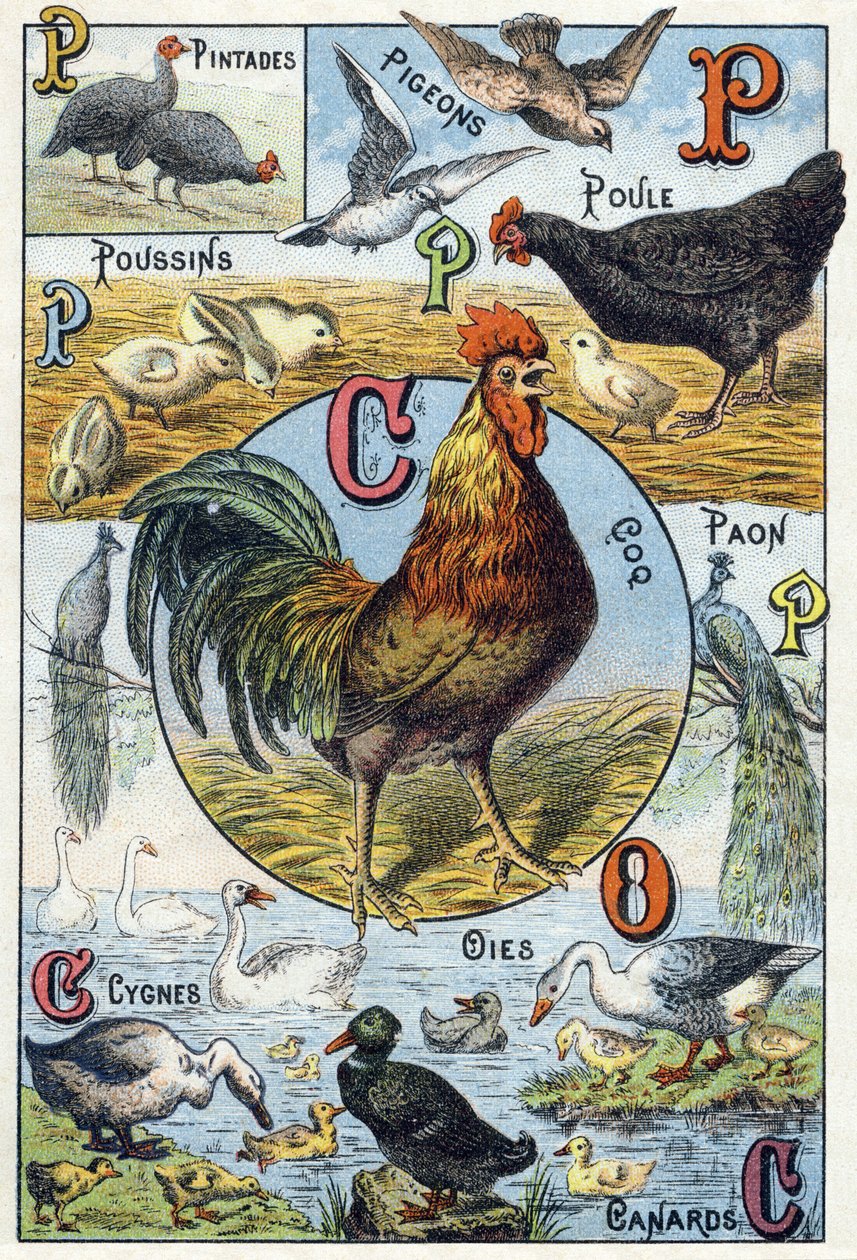 Talerz 3: perliczki, gołębie, pisklęta, kura, kogut, paw, łabędzie, gęsi, kaczki. Grawer w „Alfabet sylabariuszy zwierząt domowych i gospodarskich”. Serie A. Pellerin et Cie, drukarze-wydawcy, Epinal, k. XIX w. Chromolithographs. Wymiary: 19,5 autorstwa French School