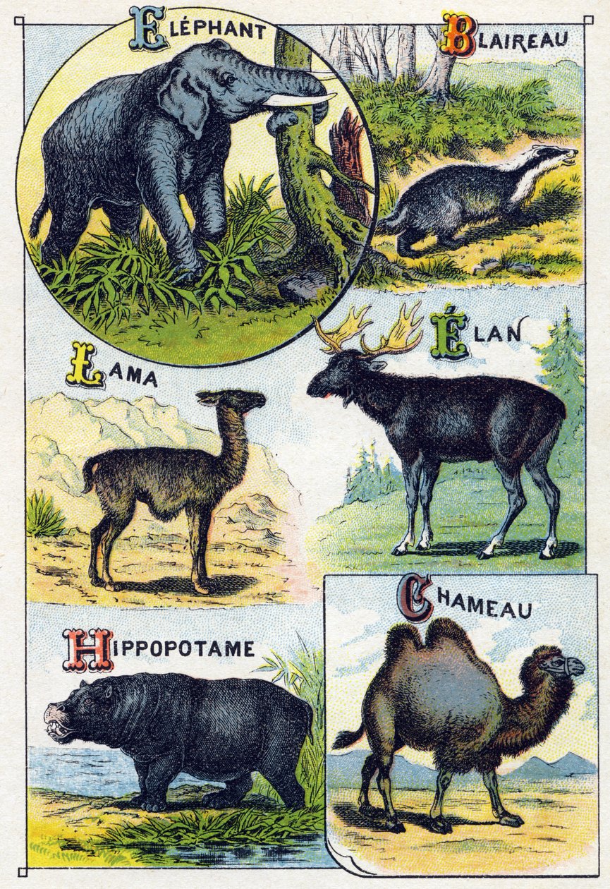 Płyta 4: Słoń, Borsuk, Lama, Elan, Hippotam, Wielbłąd. Grawerowanie w „Sylabariusze alfabetu dzikich zwierząt””. Serie A. Pellerin et Cie, drukarze-wydawcy, Epinal, koniec XIX wieku. Chromolitografie . Mały 8-stronicowy album reklamowy zawierający program  autorstwa French School