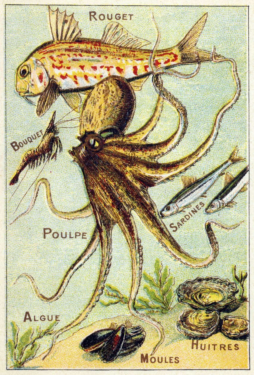 Talerz 4: cefal, bukiet, ośmiornica, sardynki, wodorosty, małże, ostrygi. Grawerowanie w „Sylabary alfabetu ryb morskich i słodkowodnych”. Serie A. Pellerin et Cie, drukarze-wydawcy, Epinal, koniec XIX w. Chromolitografie. Mała 8-stronicowa reklama autorstwa French School