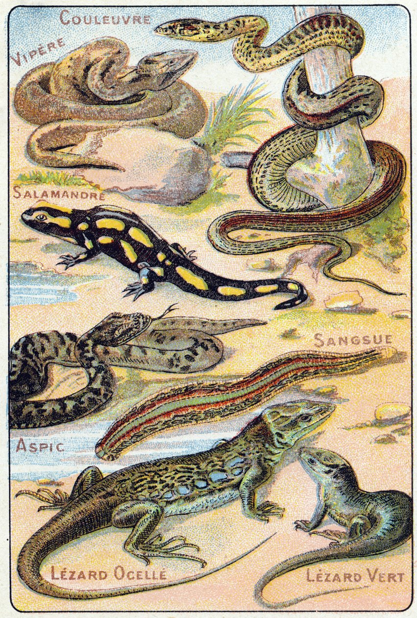 Płyta 4: Wąż, Żmija, Salamandra, Galaretka, Pijawka, Ocelle Lezarda, Zielony Lezard. Grawerowanie w „Sylabariusze alfabetu ptaków i gadów””. Serie A. Pellerin et Cie, drukarze-wydawcy, Epinal, koniec XIX wieku. Chromolitografie. Mała 8-stronicowa reklama a autorstwa French School