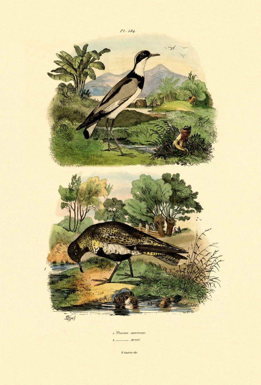 Sieweczka, 1833-39 autorstwa French School
