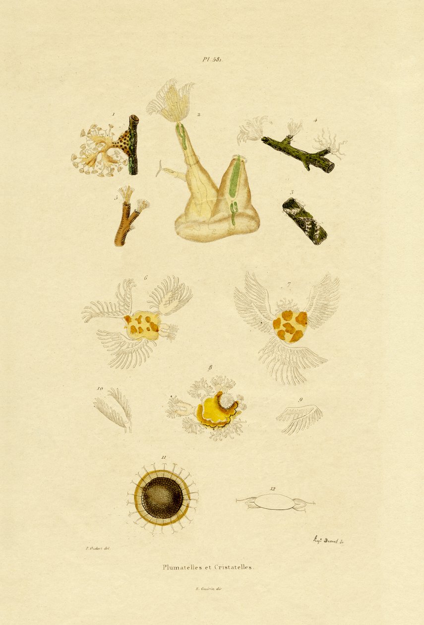 Polip, 1833-39 autorstwa French School