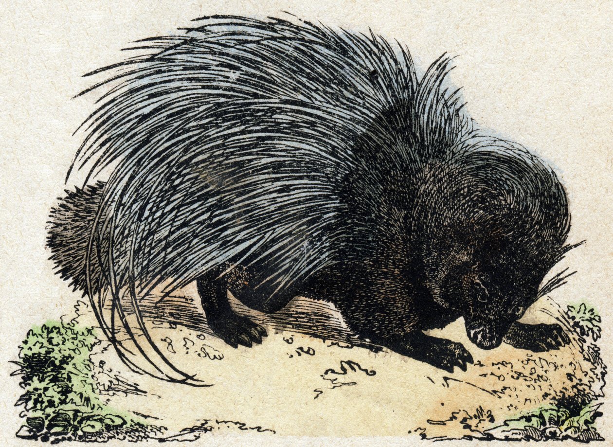 Porc-epic (epopeja świń). Grawerowanie w „Alfabet des animaux sauvages””. 9. seria. Obraz Epinal, Pellerin, drukarz-wydawca, ok. 1870 r. Ryciny na drewnie, szablon. 16 stron. Wymiary: 20 x 15 cm. Prywatna kolekcja autorstwa French School