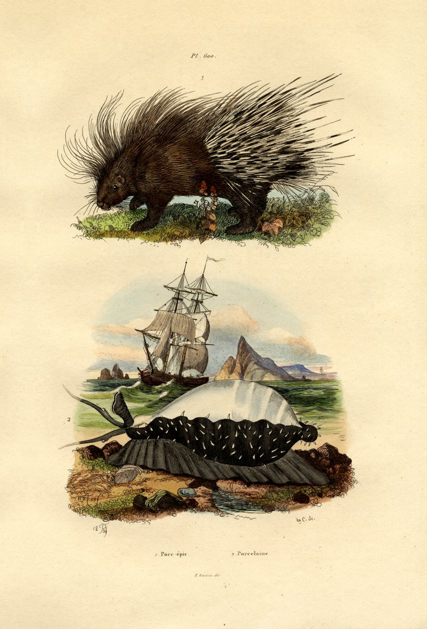 Jeżozwierz, 1833-39 autorstwa French School