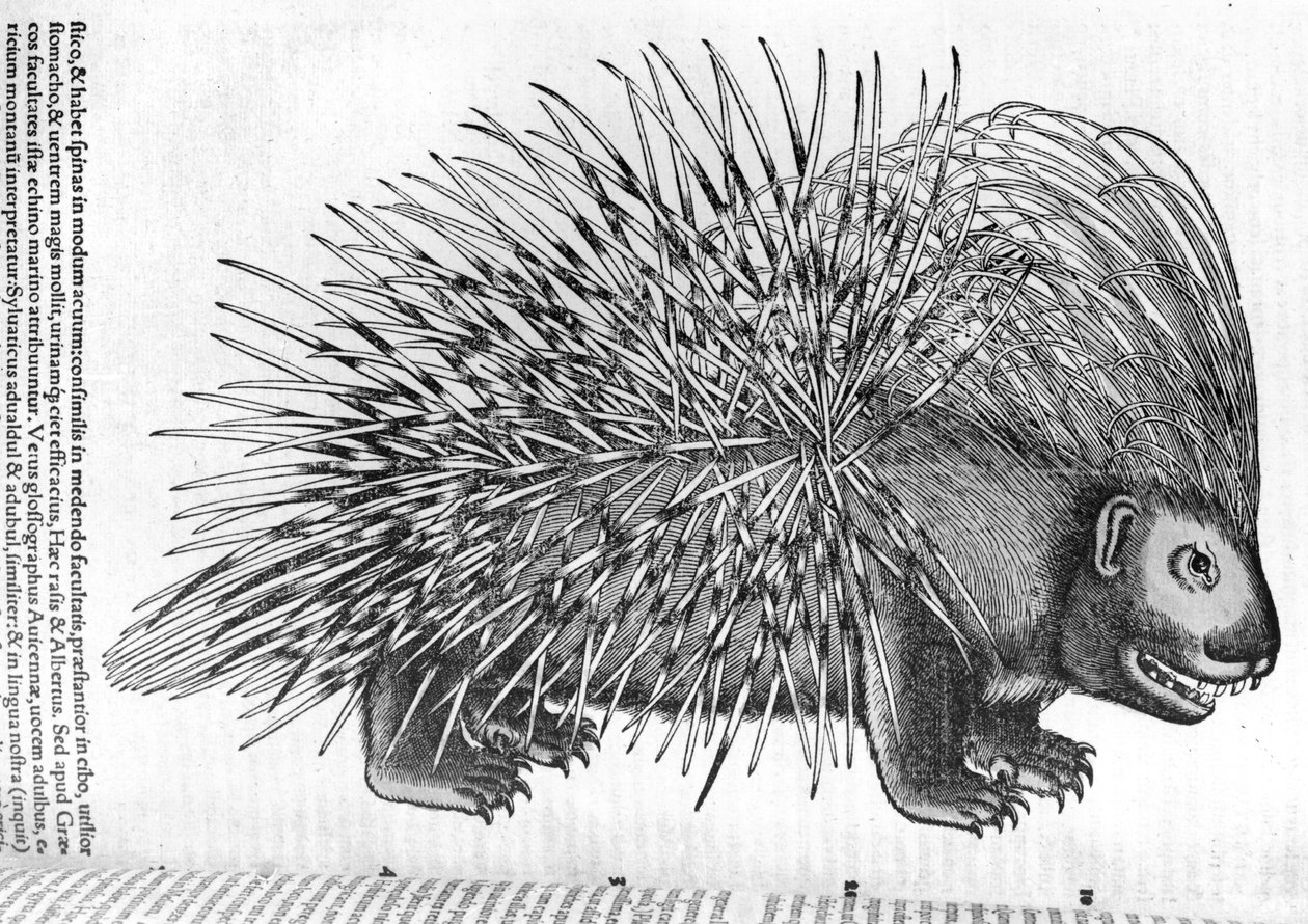 Jeżozwierz z „Historia Animalium” Conrada Gesnera (1516-65) 1551 autorstwa French School