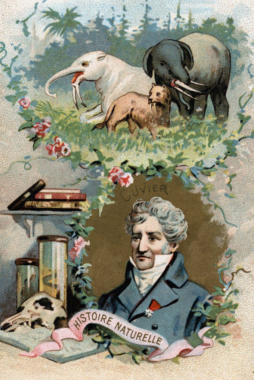 Portret barona Georgesa Cuviera, francuskiego zoologa i paleontologa (1769-1832), twórcy anatomii porównawczej. Chromolitografia XIX wieku. autorstwa French School