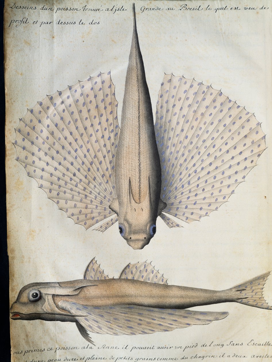 Profil i grzbiet uskrzydlonej ryby, Big Island, Brazylia, akwarela z dziennika pokładowego Jacquesa Gouina de Beauchesne (1652-1730), kapitana Compagnie Royale de la Mer du Sud, od 1698 do 1701, Francja autorstwa French School