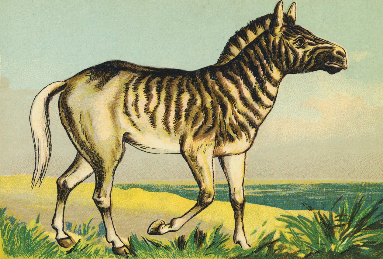 Q jako Quagga (lub couagga, podgatunek zebry ufarbowany w 1883 r.) autorstwa French School