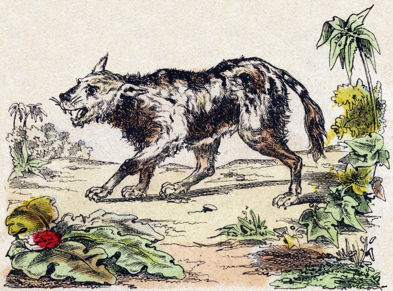 Quachy (gatunek psa lwa z Ameryki Południowej). Grawerowanie w „Alfabet des animaux sauvages””. 9. seria. Obraz Epinal, Pellerin, drukarz-wydawca, ok. 1870 r. Ryciny na drewnie, szablon. 16 stron. Wymiary: 20 x 15 cm. Prywatna kolekcja autorstwa French School