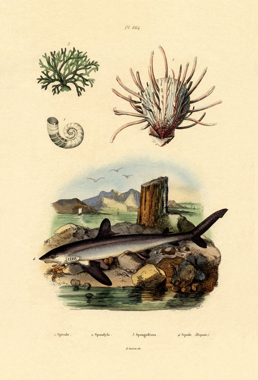 Kałamarnica rogata barana, 1833-39 autorstwa French School
