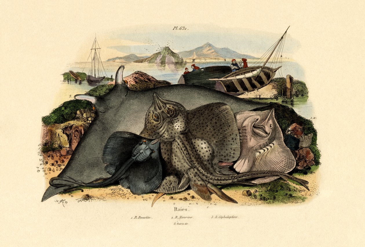 Promienie, 1833-39 autorstwa French School
