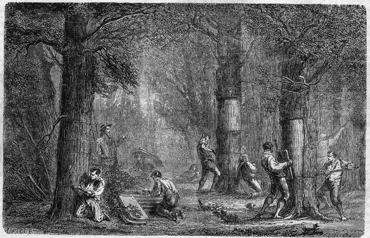 Relokacja kory dębu liege (dąb-liege). Grawerowanie w „Historii roślin” Louisa Figuiera opublikowane w „Le Monde Illustré” nr 399 z 3 grudnia 1864 r. autorstwa French School