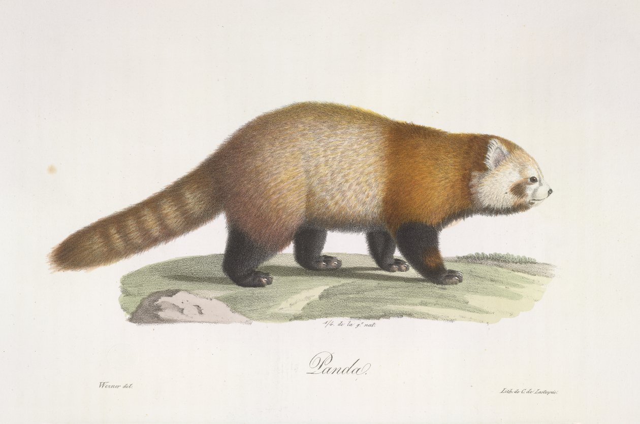 Czerwona panda. Ailurus fulgens, z historii naturalnej ssaków (kolor lito) autorstwa French School
