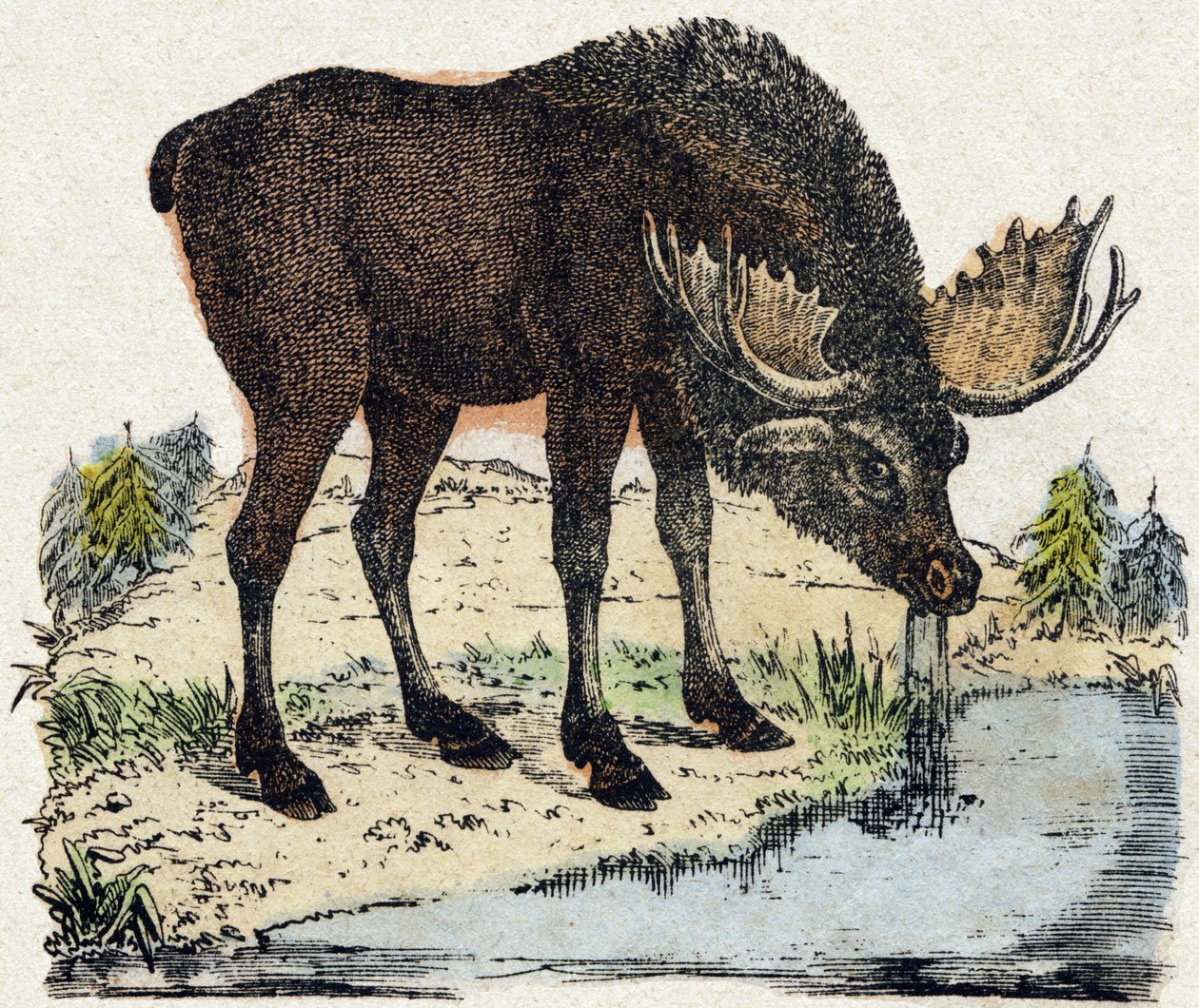 Renifer. Grawerowanie w „Alfabet des animaux sauvages””. 9. seria. Obraz Epinal, Pellerin, drukarz-wydawca, ok. 1870 r. Ryciny na drewnie, szablon. 16 stron. Wymiary: 20 x 15 cm. Prywatna kolekcja autorstwa French School