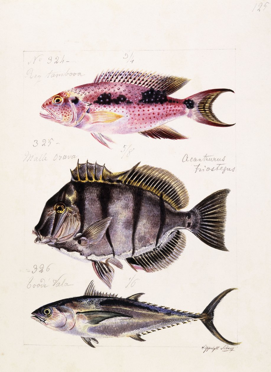 Ray Tambova Etz, s.1850 autorstwa French School