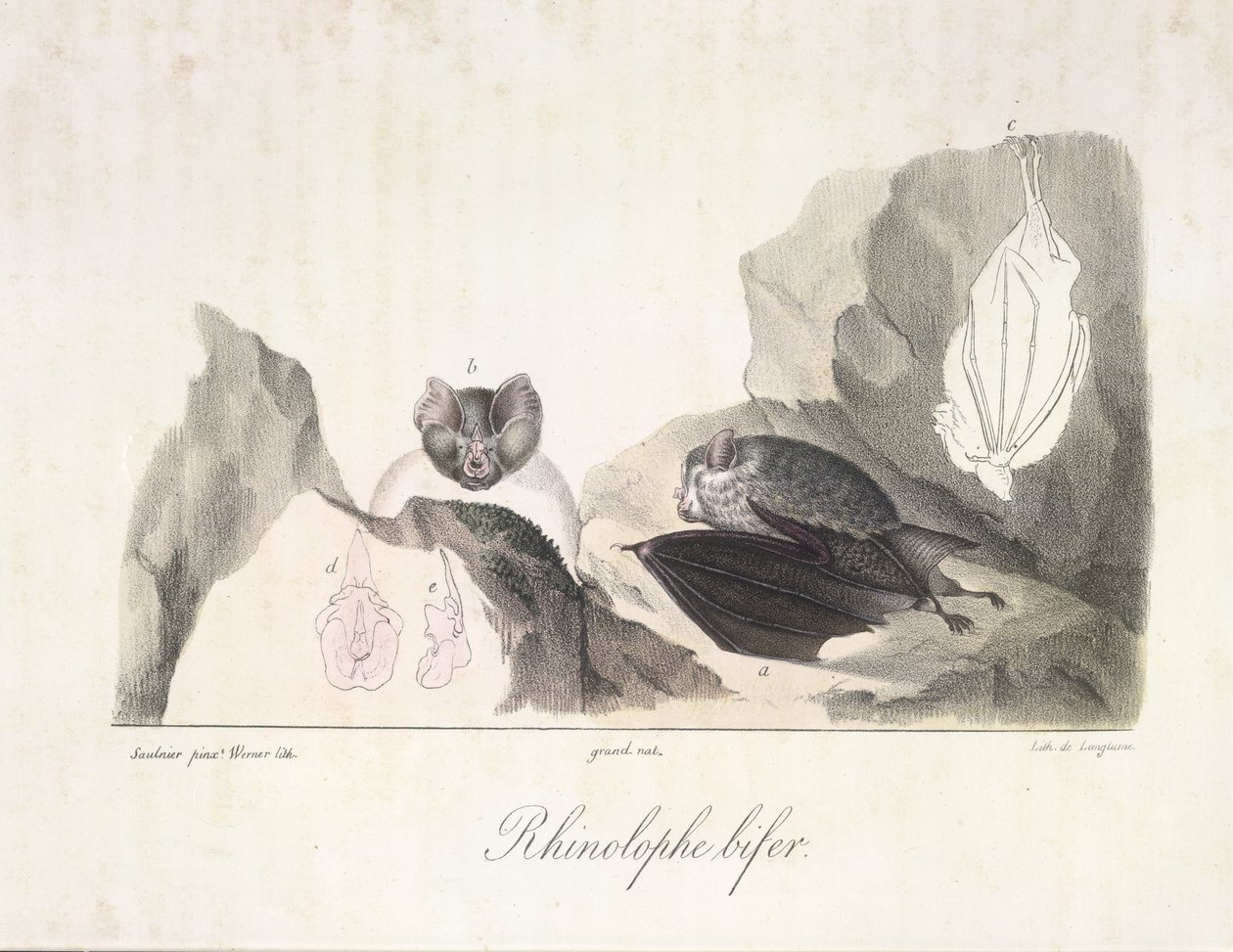 Podkowa Bat. Nietoperze-wampiry, z historii naturalnej ssaków (kolor lito) autorstwa French School