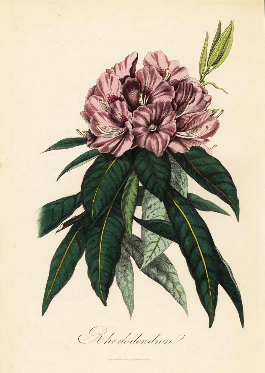 Rhododendron , Rhododendron javanicum autorstwa French School