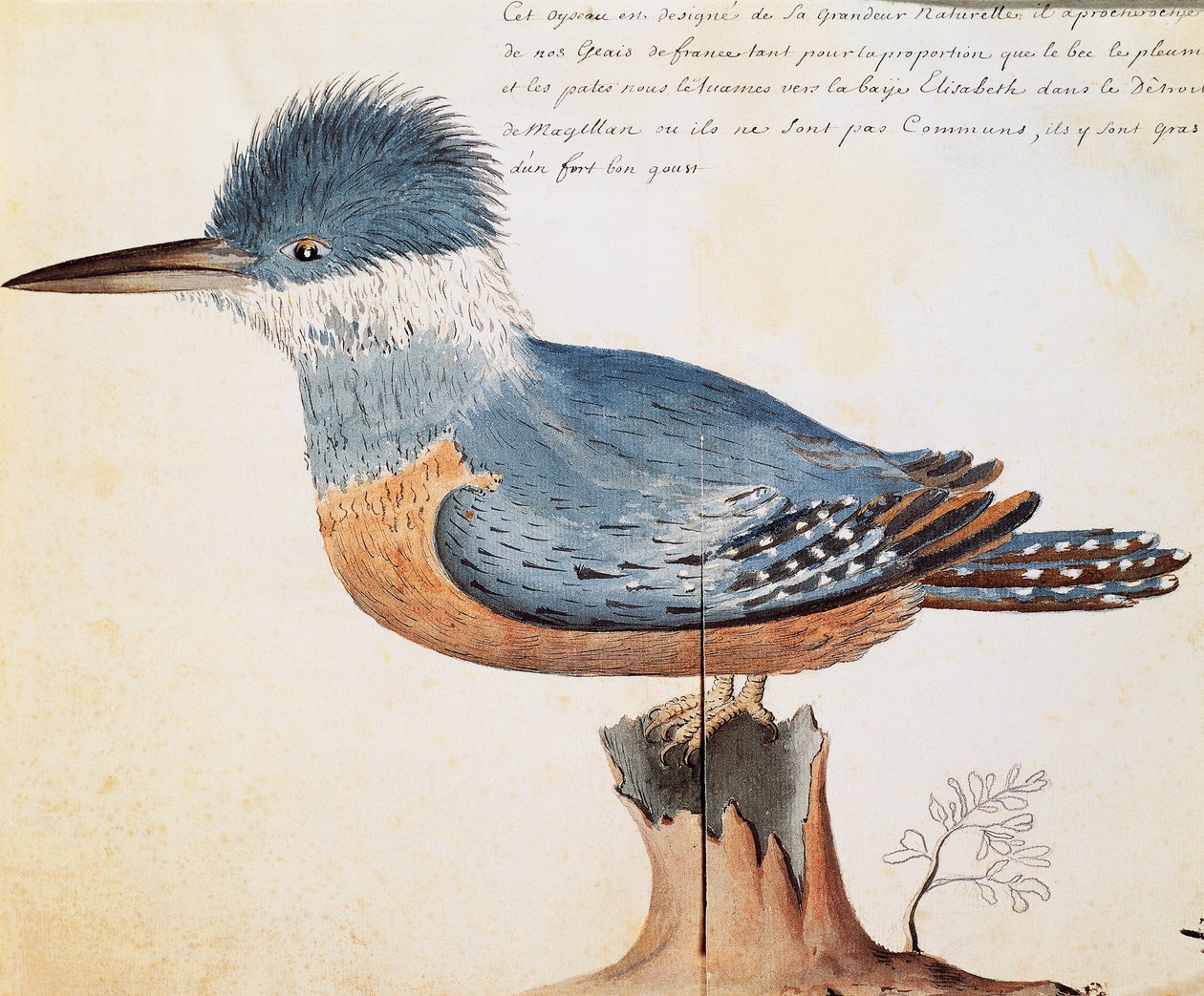 Obrączkowany zimorodek (Megaceryle torquata), Elizabeth Bay, Cieśnina Magellana, akwarela z dziennika pokładowego Jacquesa Gouina de Beauchesne (1652-1730), kapitan Compagnie Royale de la Mer du Sud, od 1698 do 1701, Francja autorstwa French School