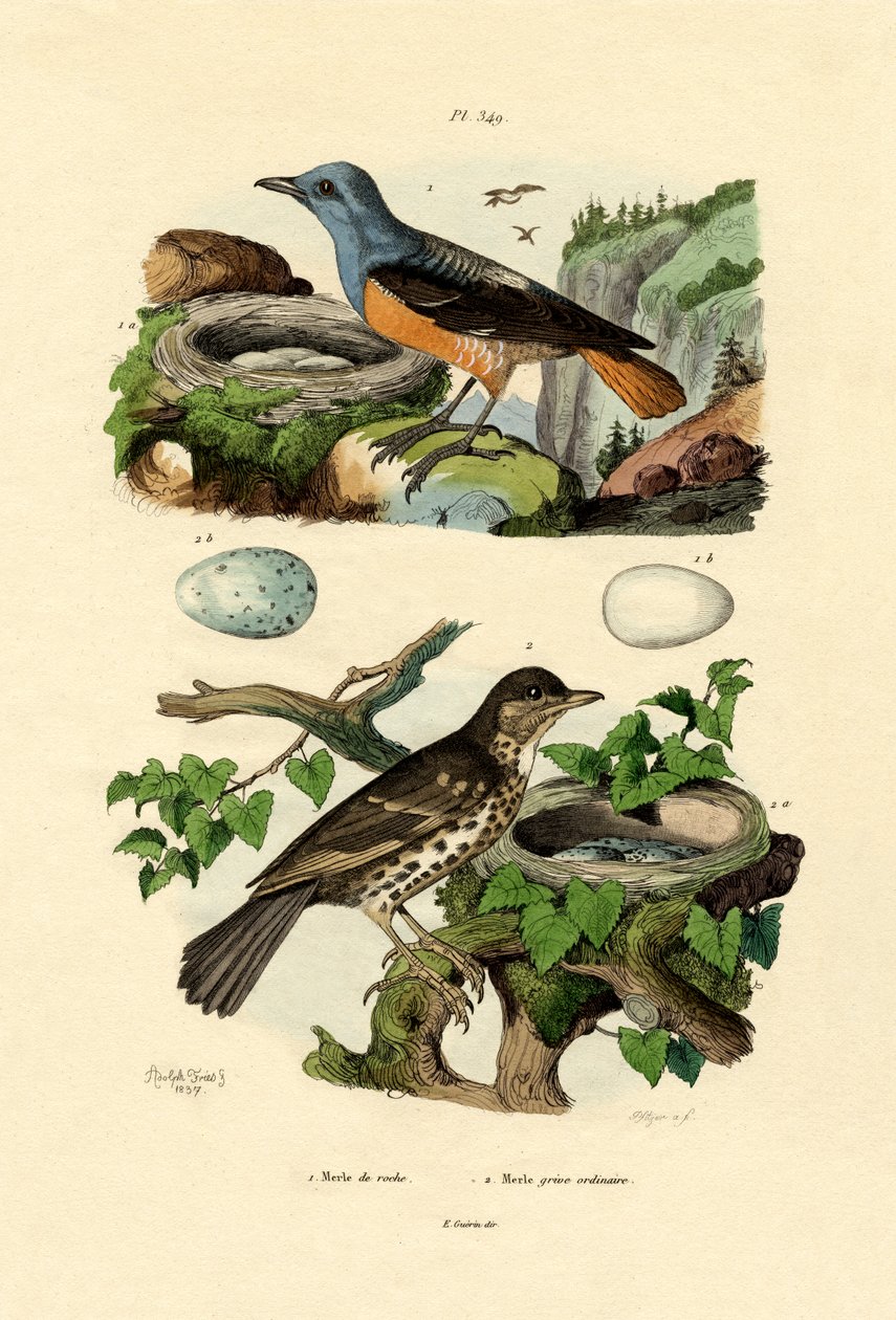 Ruf-tailed drozd skalny, Adolf Fries autorstwa French School