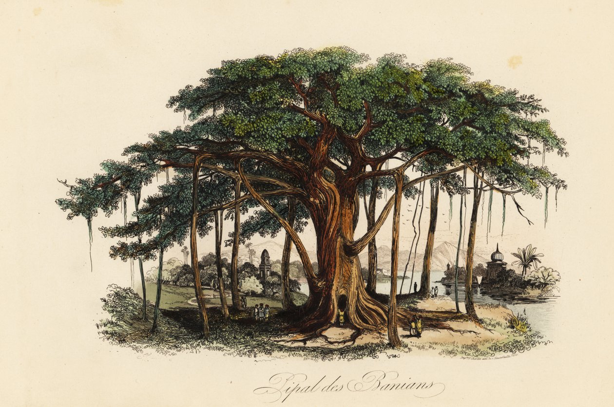 Święte drzewo figowe, Ficus religiosa, znane również jako drzewo bodhi, drzewo banianowe, drzewo banyanowe, drzewo pippala, drzewo peepul, drzewo peepal lub drzewo ashwattha autorstwa French School